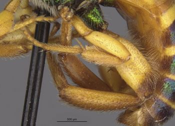 Media type: image;   Entomology 32616 Aspect: Leg hind